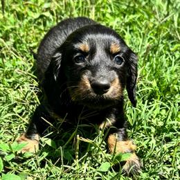 AKC Female 3 - Black and tan female Dachshund puppy in Knoxville, Tennessee from Thea's Puppies