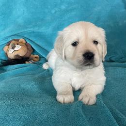 Paco - Light golden male Golden Retriever puppy in Ennis, Texas from Amberidge Golden Retrievers