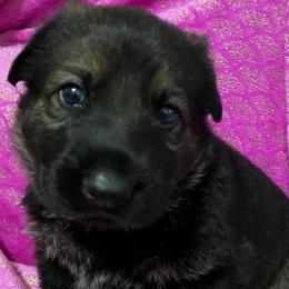 German Shepherd Puppies from German Shepherds of Virginia