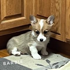Barbie - Champion Sired - Red female Pembroke Welsh Corgi puppy in Vernal, Utah from Bingo's Kennel