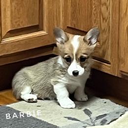 Barbie - Champion Sired - Red female Pembroke Welsh Corgi puppy in Vernal, Utah from Bingo's Kennel