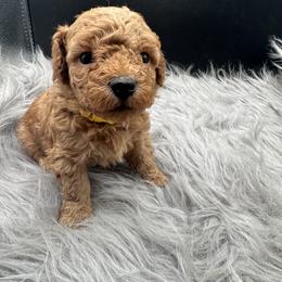 Yellow collar - Cream male Poodle puppy in Fredericktown, Missouri from Ellie & Co. Doodles