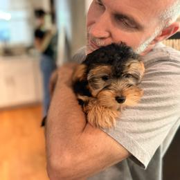 Old English Sheepdog, Poodle, Sheepadoodle, and Yorkipoo Puppies from Love Tallulah Sheepadoodles LLC