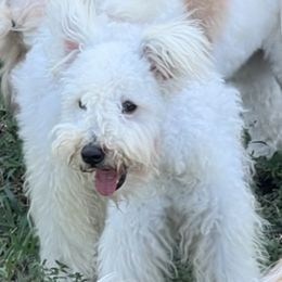 Pumi puppies from TriSong TIbetan Terriers & Pumik
