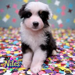 NILES - Blue Merle Male - Blue merle male Australian Shepherd puppy in Gainesville, Texas from Lady Luck Aussies