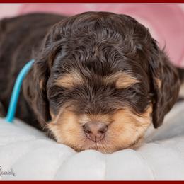 Eminem - Brown and tan male Cockapoo puppy in Connersville, Indiana from Deaz Doodle Ranch