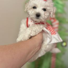 Mary - White and cream female Bichon Frise puppy in Upland, California from Prime Paradise Kennel