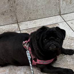 Lottie - Pug