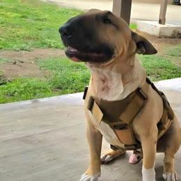 ARCHIE - Bull Terrier
