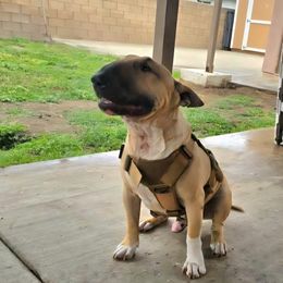 ARCHIE - Bull Terrier