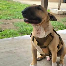 ARCHIE - Bull Terrier