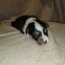 Pembroke Welsh Corgi Puppies from Wesley Newby