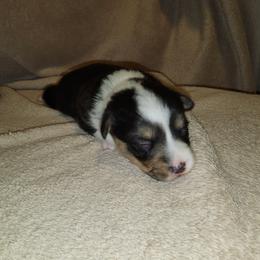 Pembroke Welsh Corgi Puppies from Wesley Newby