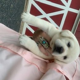 Labrador Retriever Puppies from Saddle Creek English Labradors