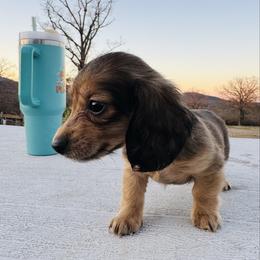 Girl 3 - Chocolate and cream female Dachshund puppy in Stilwell, Oklahoma from Starr Springs Doxies