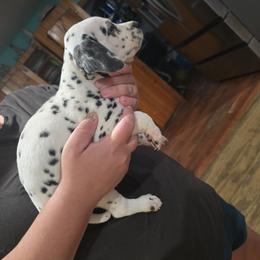 Boy 2 - White and black male Dalmatian puppy in New York, New York from Drake's Dalmatians