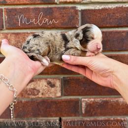 Mulan - Chocolate merle female Bernedoodle puppy in Owasso, Oklahoma from Kallams Bernedoodles & Bernese Mountain Dogs