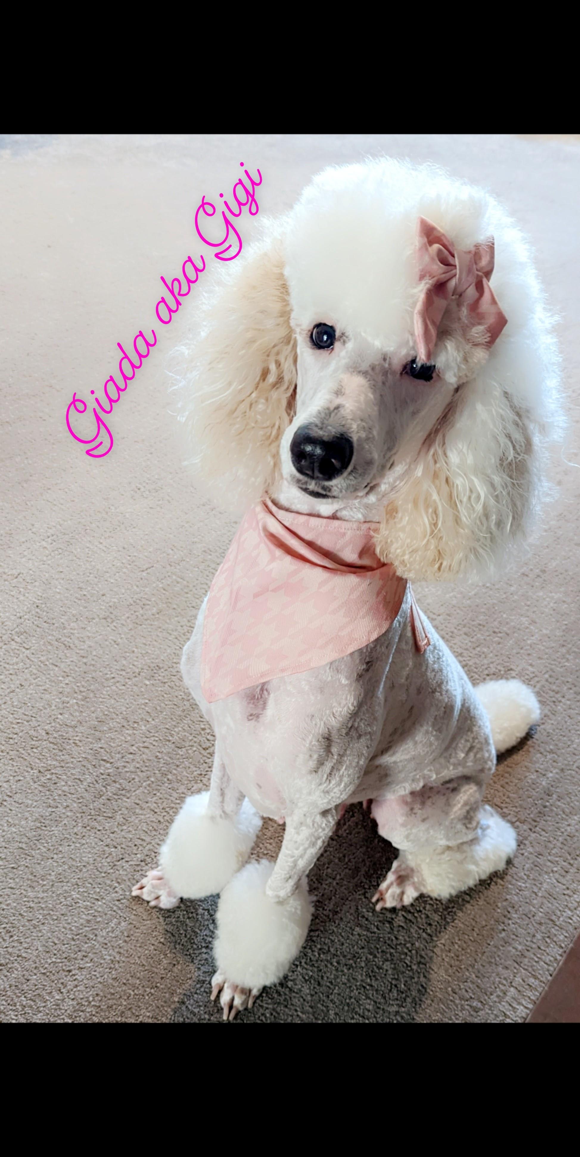 Gigi