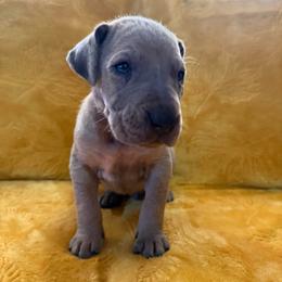 Bean - Merle male Great Dane puppy in Jerusalem, Arkansas from Mara Danes