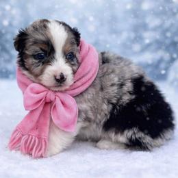 Ruth - Blue merle female Australian Shepherd puppy in Howardsville, Virginia from Spectacular Aussies and Cavaliers
