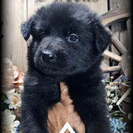 Jett - Black seal female German Shepherd puppy in Sequim, Washington from German Shepherd Haus