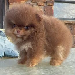 Truffles - Chocolate and tan male Pomeranian puppy in Coleman, Oklahoma from Pretty Poms
