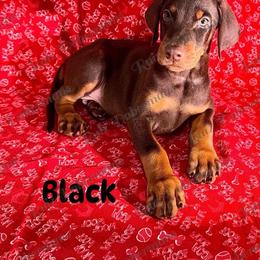 Black Collar - Red and rust male Doberman Pinscher puppy in Louisville, Kentucky from Ruiz Dobermans