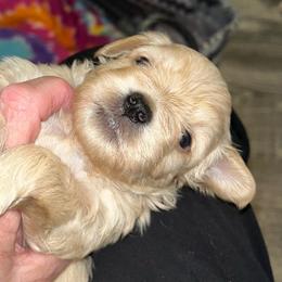 Audi - Wheaten male Miniature Schnauzer puppy in Port Orchard, Washington from Silver Bells Miniature Schnauzers