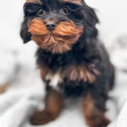 Maui - Cavapoo