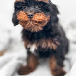 Maui - Cavapoo