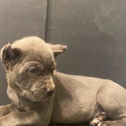 Teal collar - Gray female Cane Corso puppy in Atlanta, Georgia from Brandy Horne