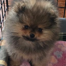 Minnie - Pomeranian