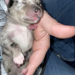 Pomsky Puppies from Michelle