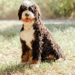 Daisy - Tri-color female Bernedoodle puppy in Aubrey, Texas from Four Willows Farm