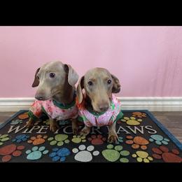 Azul - Dachshund