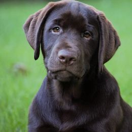 Labrador Retriever Puppies from Meritrust Labradors