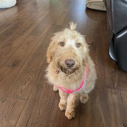 Honey - Labradoodle