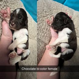 Bernedoodle, Cockapoo, and Goldendoodle Puppies from Clad Doodles