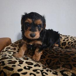 Louis (Louie) - Black and gold male Yorkipoo puppy in Duncan, South Carolina from Sonshine Yorkies