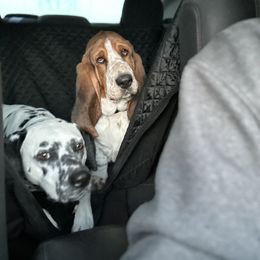 Basset Hound and Dalmatian Puppies from Lazy B Bassets and Dalmatians