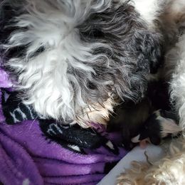 Shihpoo Puppies from Perfect Companion Puppies