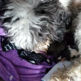 Shihpoo Puppies from Perfect Companion Puppies
