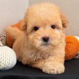 Girl 1 - Apricot female Maltipoo puppy in Bakersfield, California from Silvia's Maltipoos