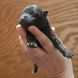 Chocolate maple - Chocolate male Schipperke puppy in Randsburg, California from Light's Family Farm & Schipperke Ranch