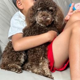 Cocoa - Poodle