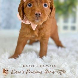 Pearl - Red  female Goldendoodle puppy in Atlanta, Georgia from Teddy Puppies