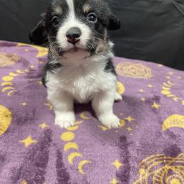 Shamrock - Black and tan female Pembroke Welsh Corgi puppy in Barstow, California from Caldwell’s Corgis of Southern California