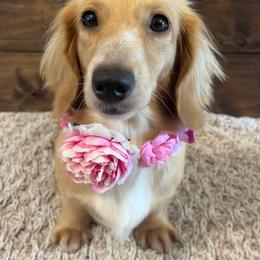 Dove - Dachshund