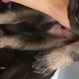 German Shepherd Puppies from Vom Bachwasser German Shepherd Dogs