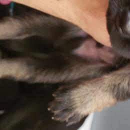 German Shepherd Puppies from Vom Bachwasser German Shepherd Dogs